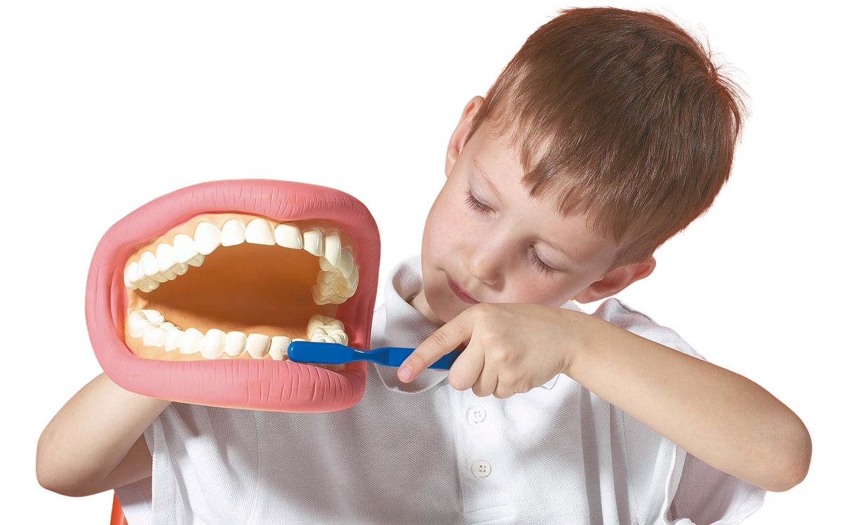 großes Demonstrations Zahnmodell