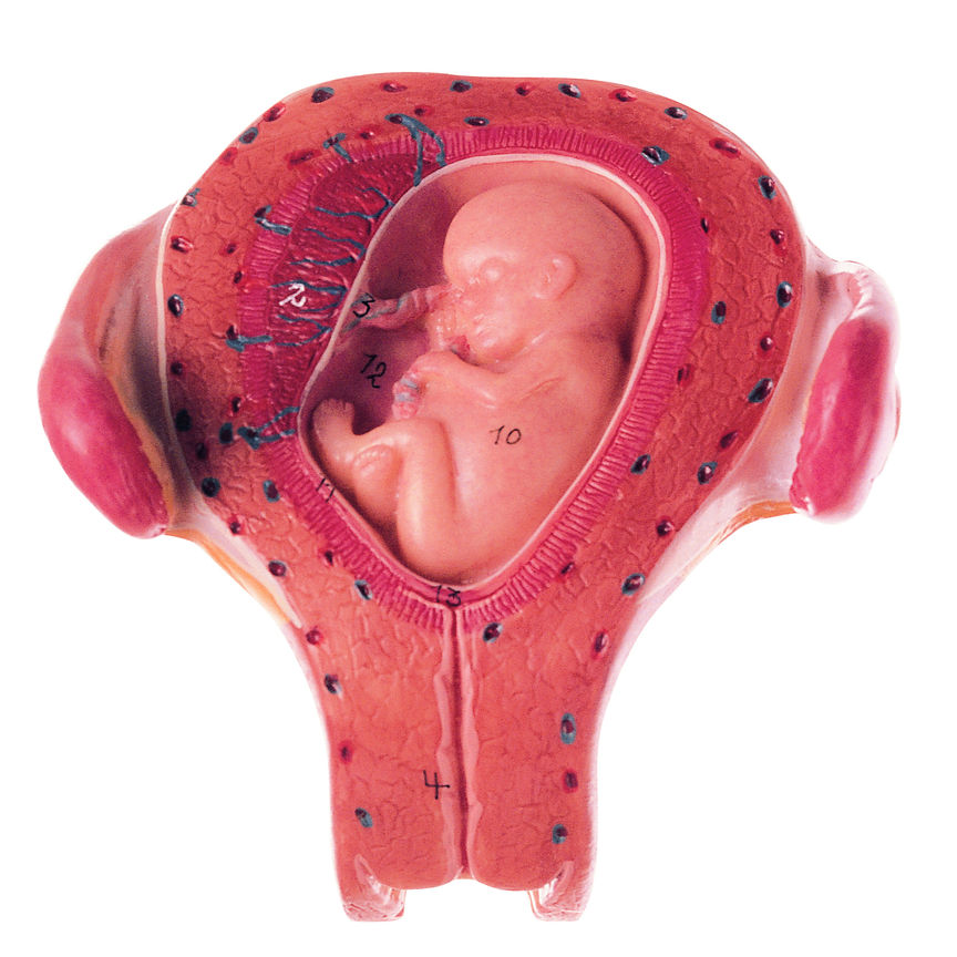 Uterus mit Embryo im 3. Monat