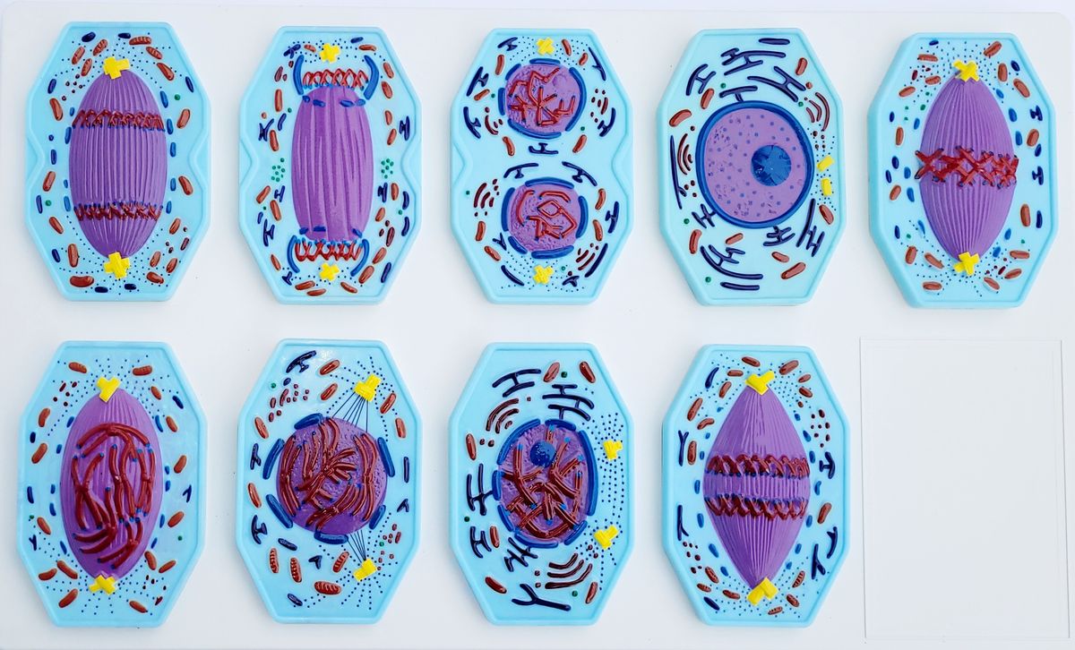 WINLAB Modell der Mitose