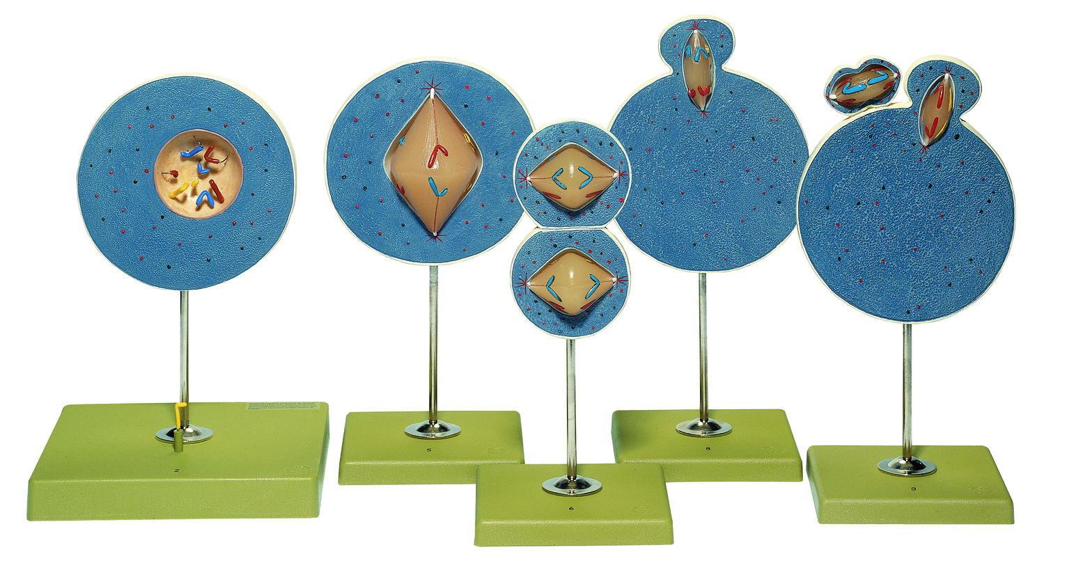 Kernphasenwechsel bei Samen- und Eizelle